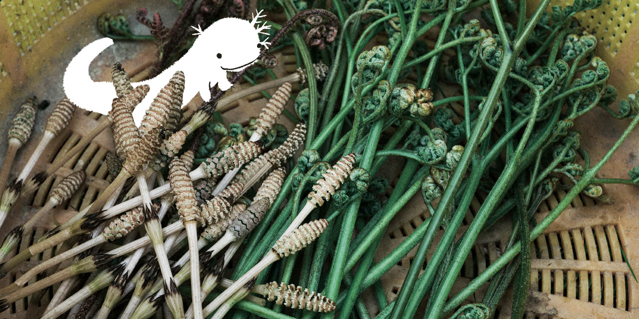 植物図鑑感想イメージ画像