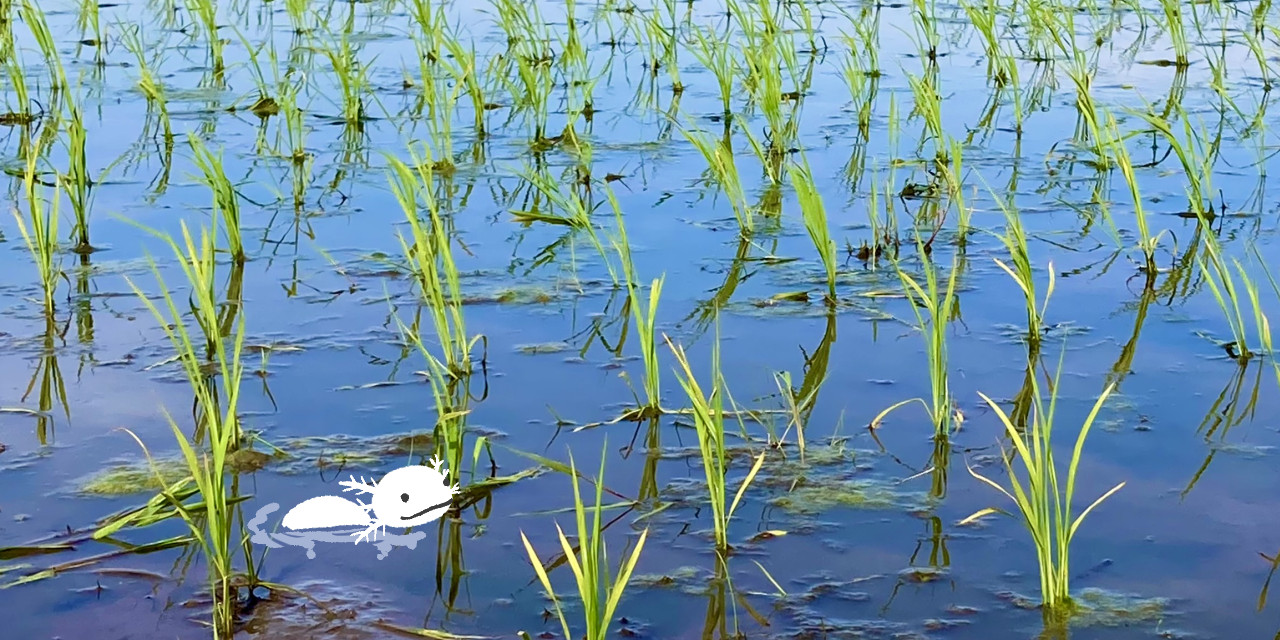 ボクの先生は山と川感想イメージ画像